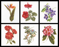 Шесть цветочных исследований Thea Gouverneur 3081